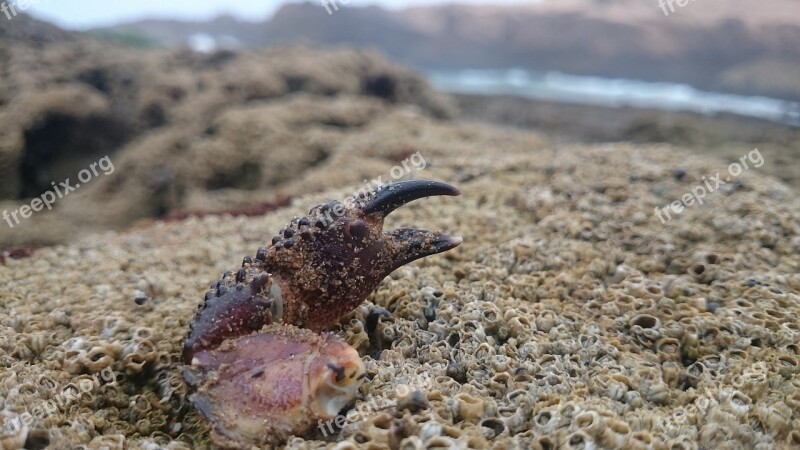 Cancer Crab Hand Rocks Beach