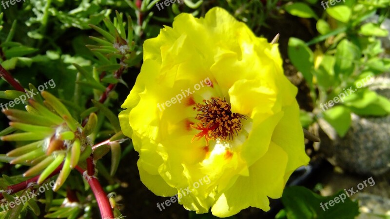 Flower Purslane Yellow Nature Colorful