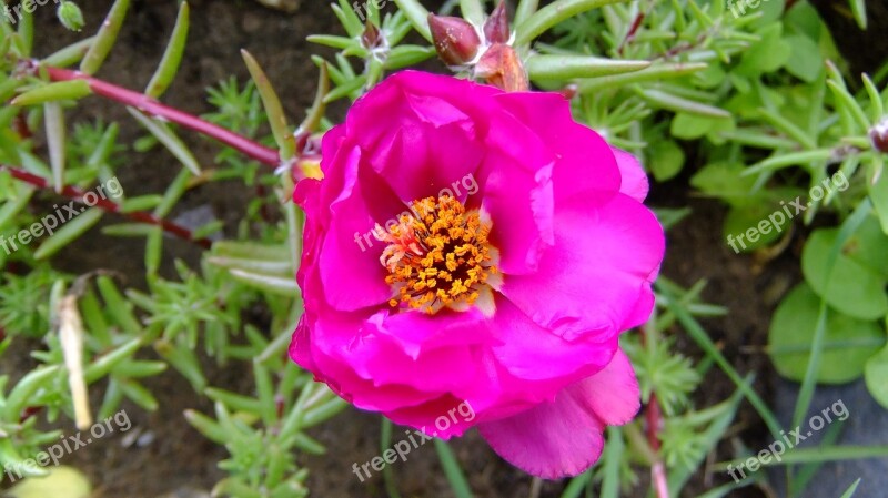 Flower Purslane Pink Nature Colorful