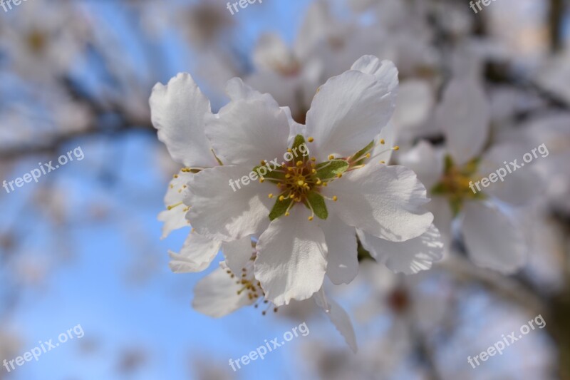 Almond Trees Almond Tree Flower Spring Almonds