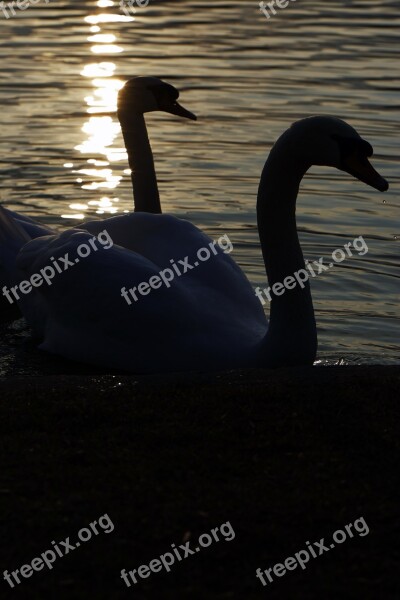 Swans Silhouettes Lake Birds Nature