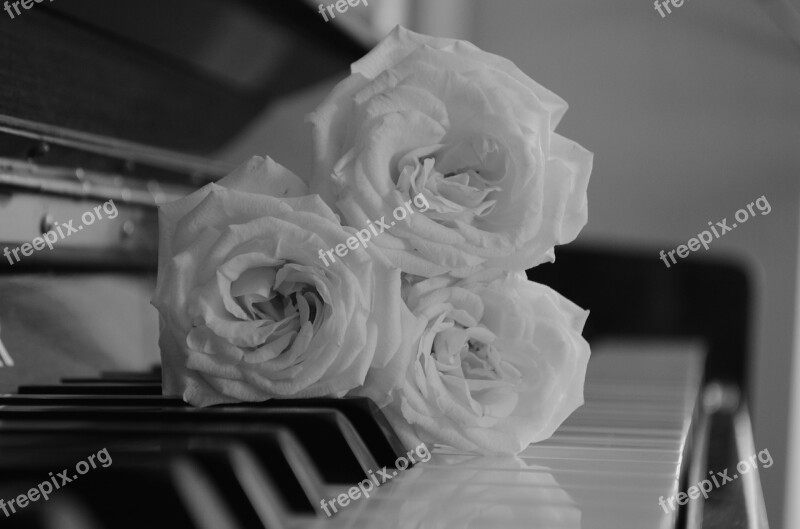 Roses Piano Music Clef Flower