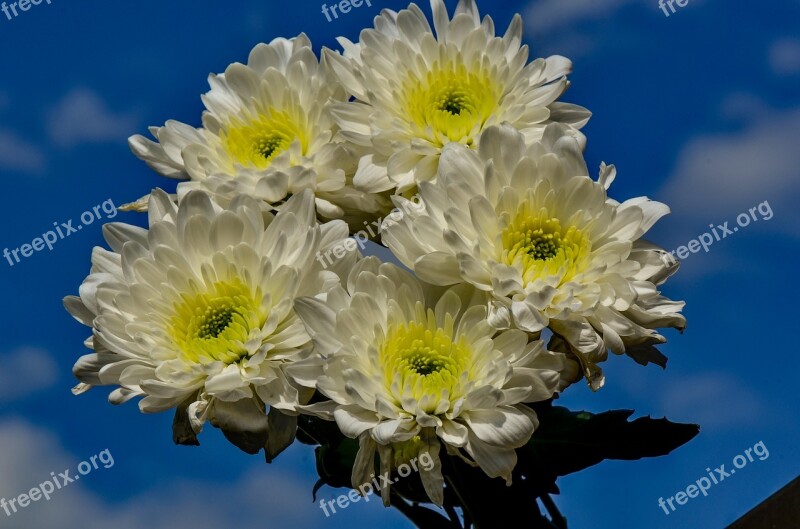 Chrysanthemums Garden Yellow White Flower