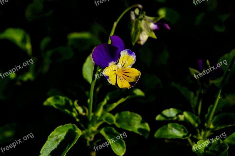 Pansy Garden Yellow Blue Flowers