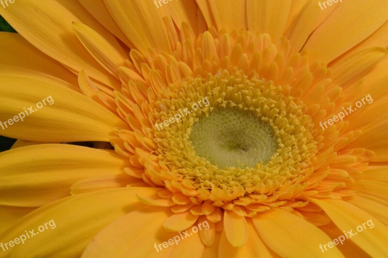 Gerbera Flower Blossom Bloom Summer