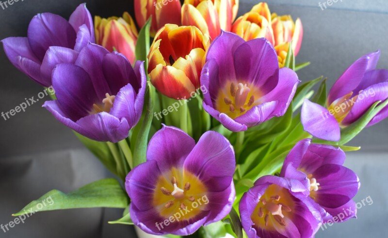 Flowers Spring Tulip Color Blooms At