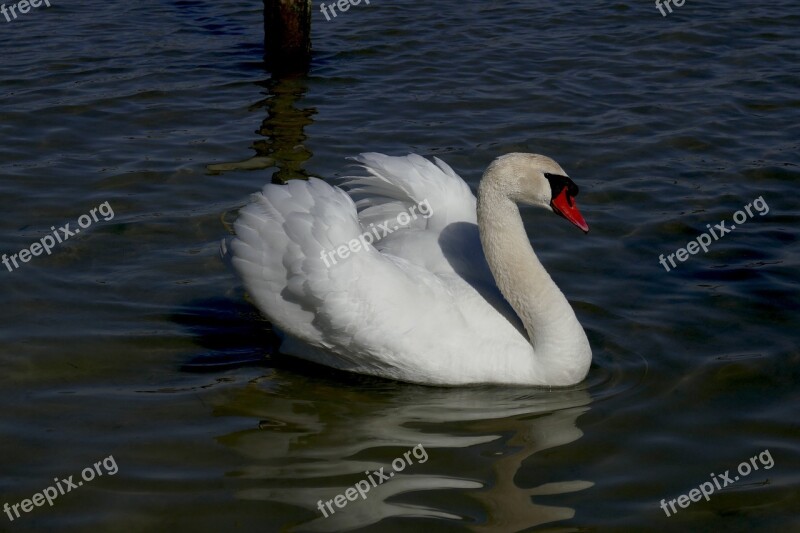 Swan Animals Water Bird Animal