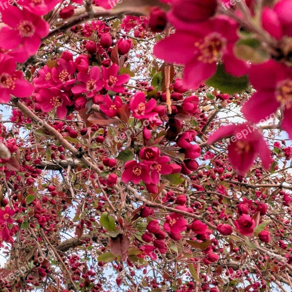 Crabapple Blossoms Tree Spring Pink