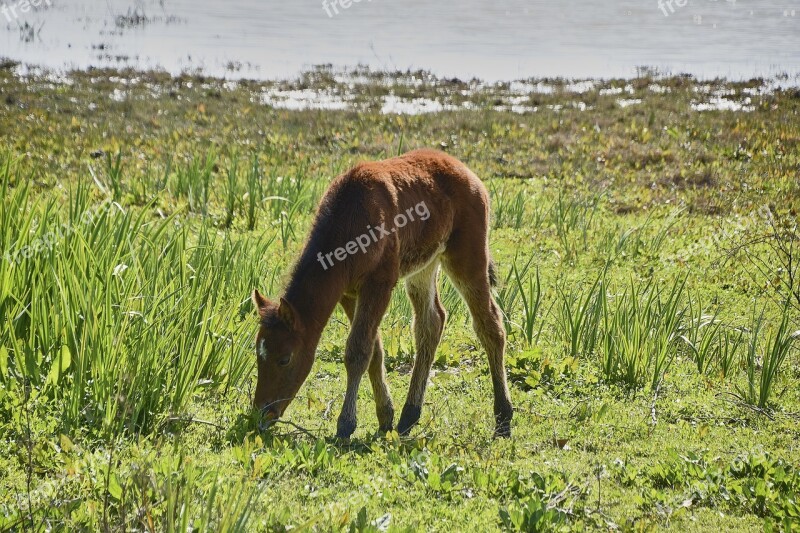 Colt Marshes Animals Nature Free Photos