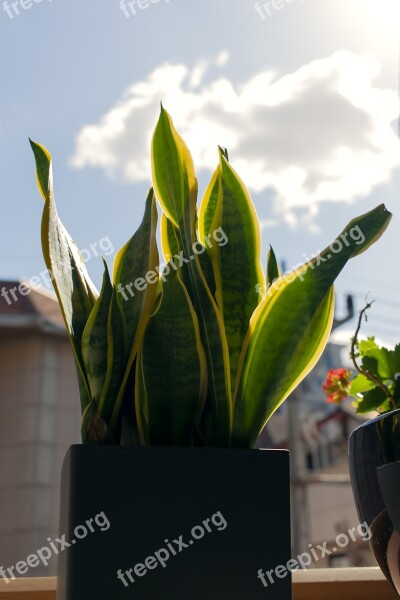 House Plant Flower Pot Sky Light Cloud