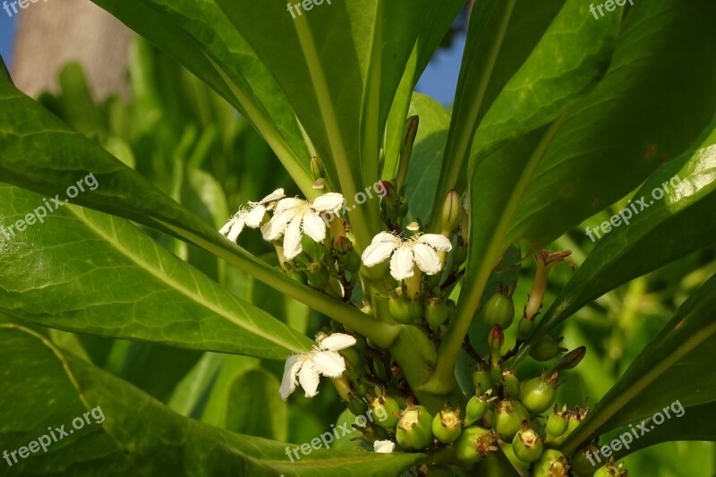 Flower Tree Scaevola Taccada Beach Cabbage Flora