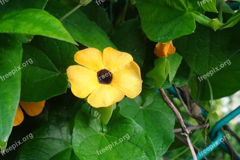 Flower Orange Thunbergia Alata Black-eyed Susan Vine