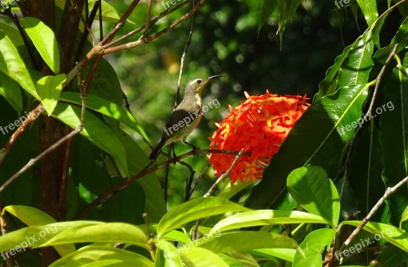 Bird Olive-backed Sunbird Cinnyris Jugularis Yellow-bellied Avian