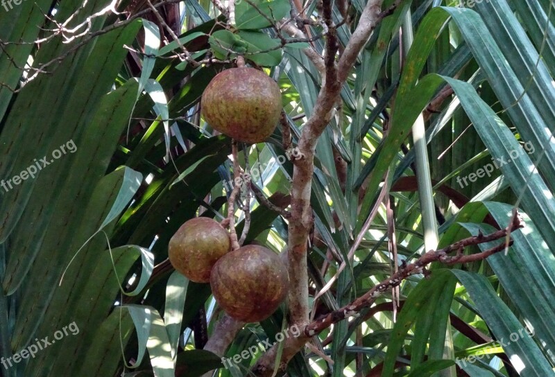 Fruit Dhundhul Dhundal Tree Mangrove Cannon-ball Tree Xylocarpus Granatum