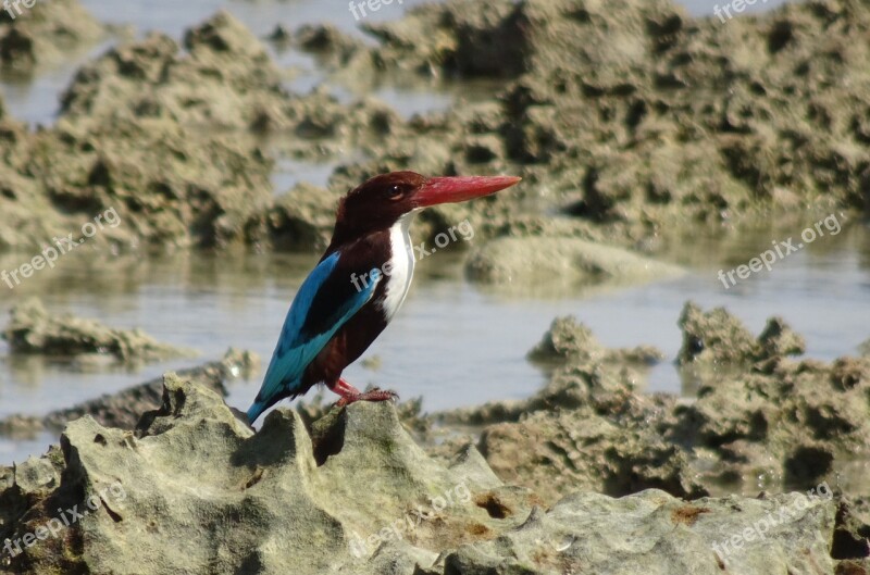 Bird Kingfisher White-throated Halcyon Smyrnensis White-breasted