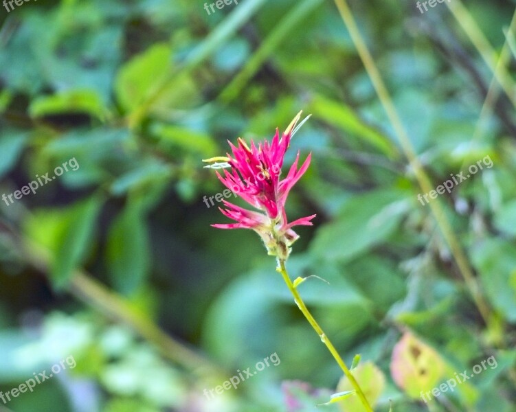 Indian Paintbrush Prairie-fire Wildflower Blossom Flower