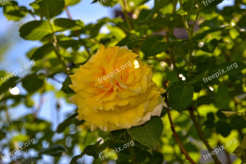 Rose Yellow Nature Romantic Beauty