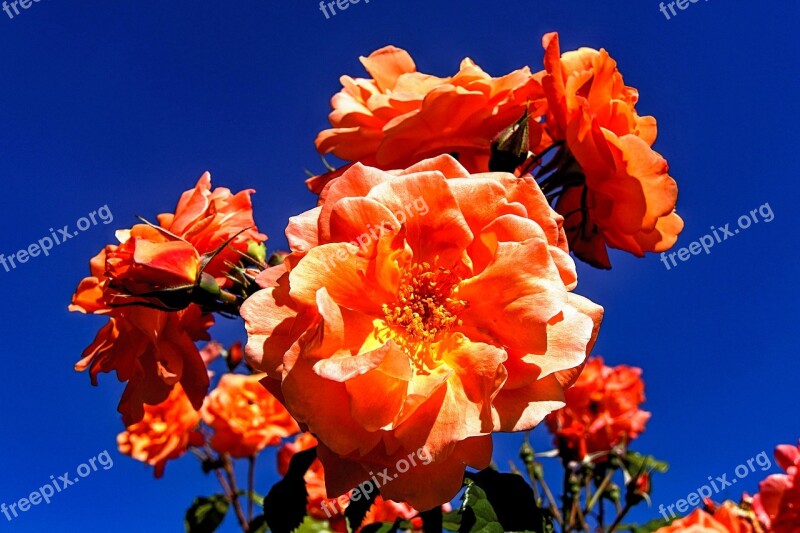 Roses Colorful Nature Flowers Beautiful