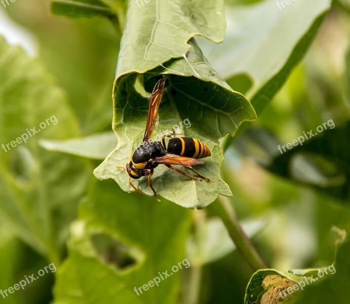 Insect Wasp Large Mud-nest Wasp Abispa Splendida Striped