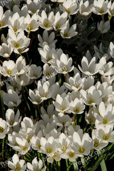 Rain Lily Zephyranthes Grandiflora White Bulb Flowers