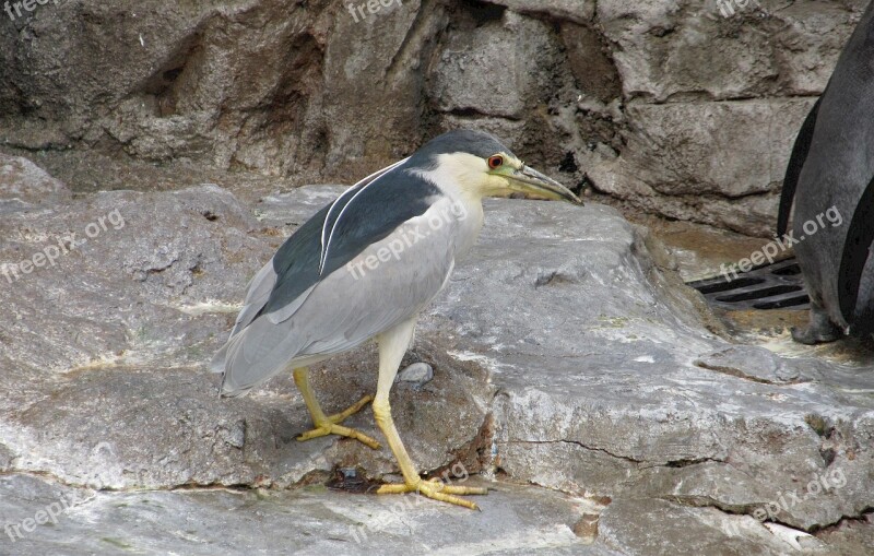 Heron Black Crowned Night Wildlife Bird Nature