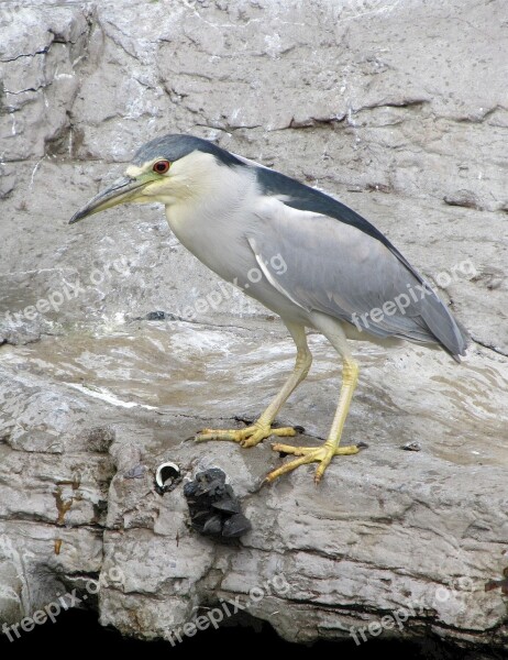 Heron Black Crowned Night Wildlife Bird Nature