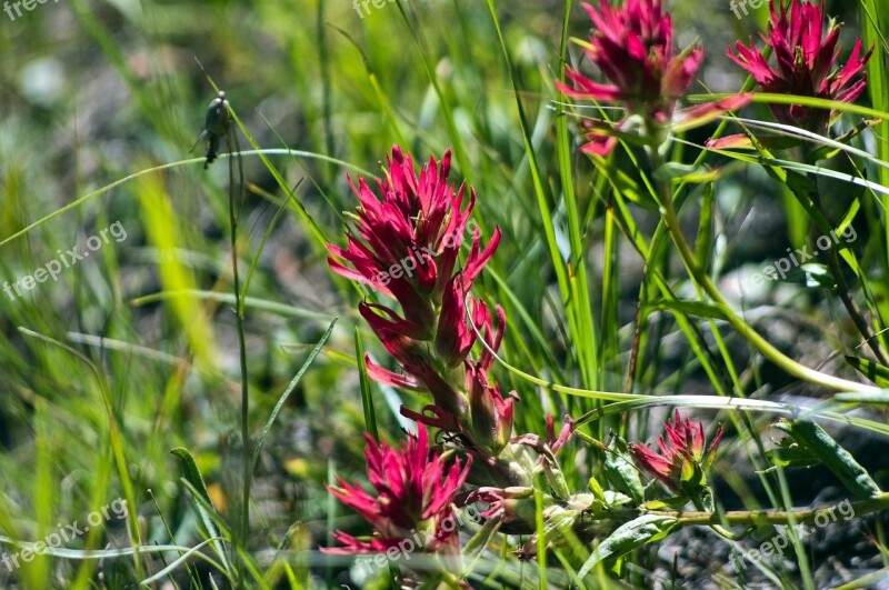 Prairie-fire Indian Paintbrush Wildflower Blossom Flower