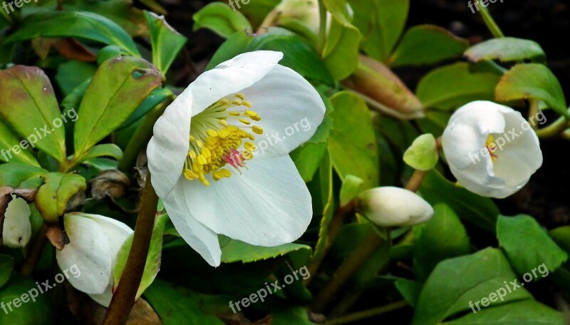 Ciemierniki Flowers White Garden Winter