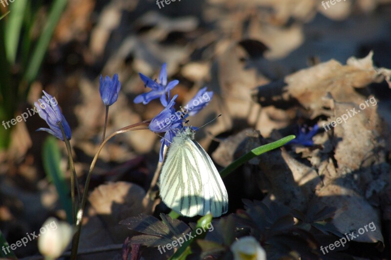 Flower Butterfly Underwood Spring Free Photos