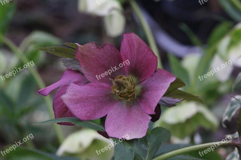 Hellebore Pink Christmas Flower Plants Spring