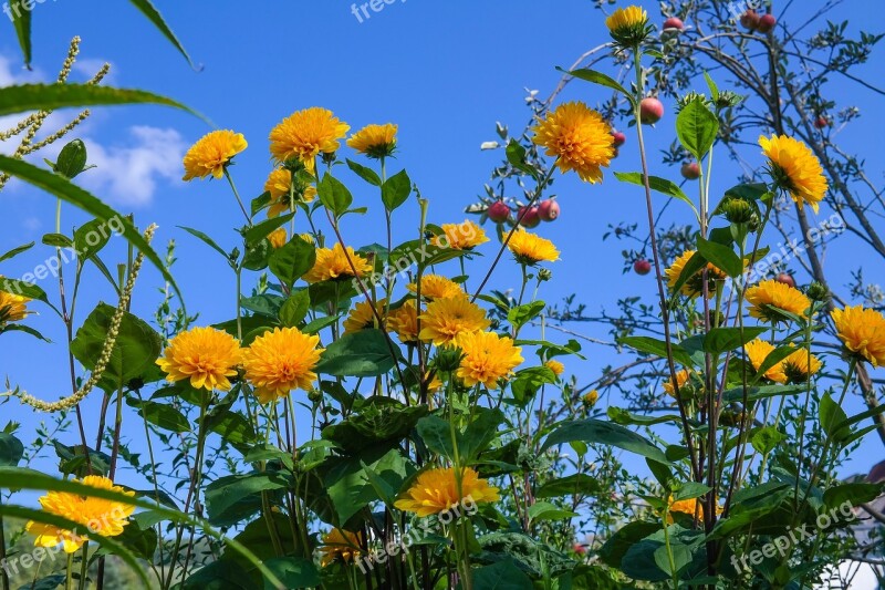 Helianthus Perennial Sunflower Blossom Bloom Flower