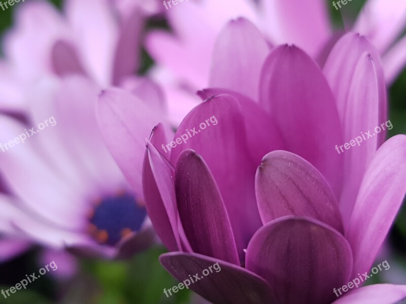 Old State House Pearl Cleaner Purple Flowers Petal Nature Beautiful