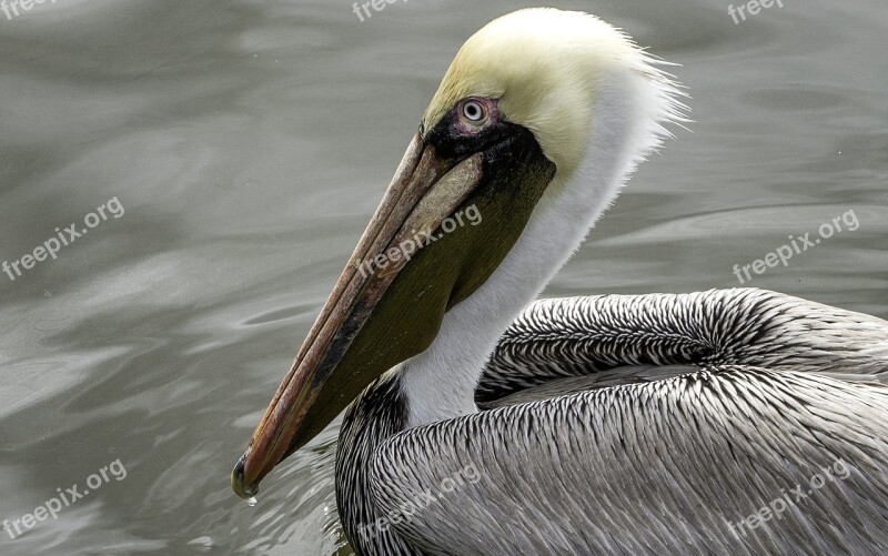 Pelican Bird Feathers Wildife Free Photos