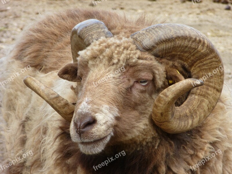 Aries Animal Nature Horns Animal World