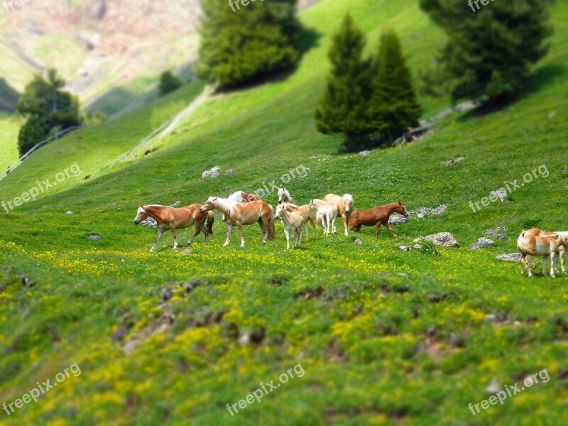 Horses Horse Nature Animals Horse Head