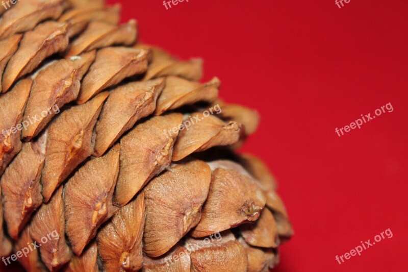 Pine Cone Tree Nature Surface Scales