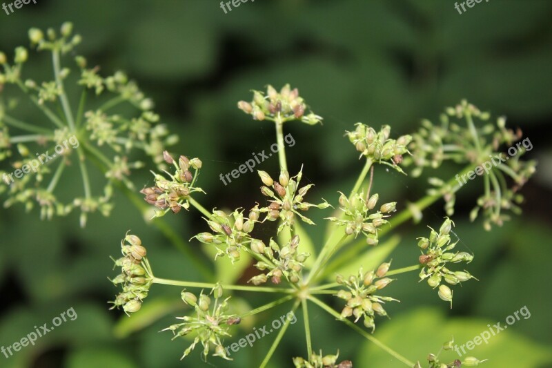 Wild Flower Forest Nature Blossom Bloom