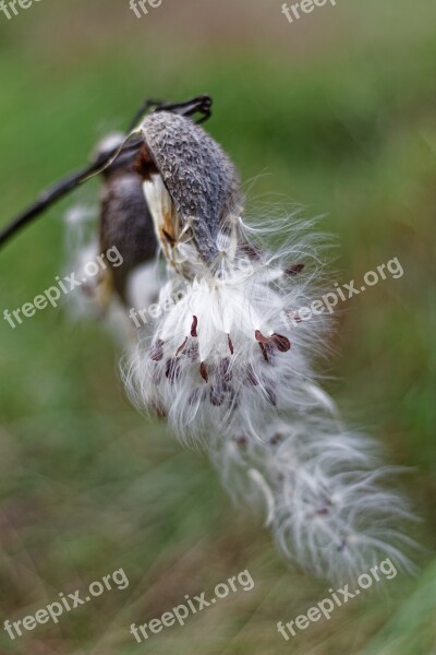 Milkweed Pods Silky Beard Free Photos