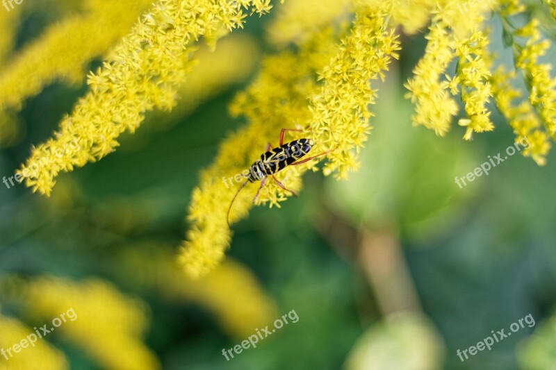 Goldenrod Insect Yellow Weed Free Photos