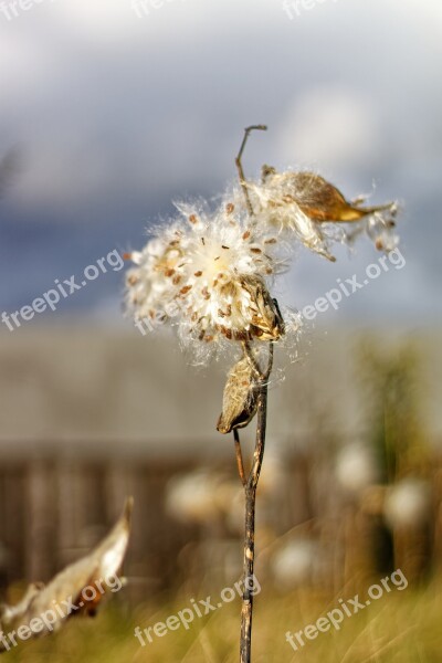 Milkweed Pods Seeds Barn Free Photos