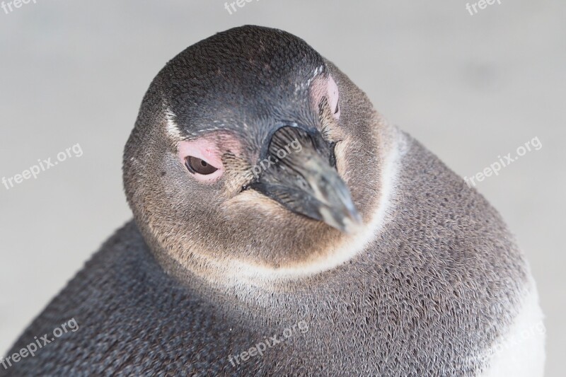 Penguin South Africa Beach Cape Town Bird