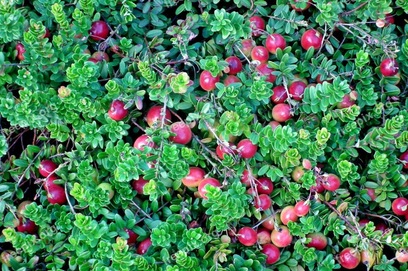 Cranberry Plant Fruit Jagoda Summer