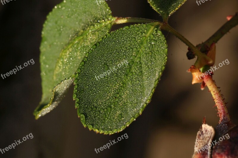 Leaf Wet Drop Of Water Plant Rain