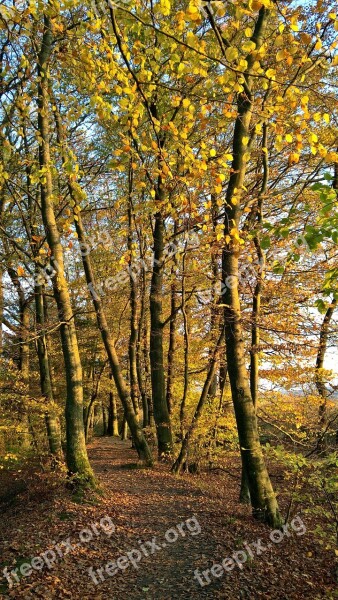 Autumn Forest Sun Nature Landscape