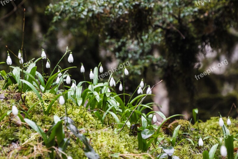 Spring Snowdrops Flower Nature White