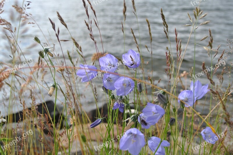 Flowers Blue Nature Plant Bloom