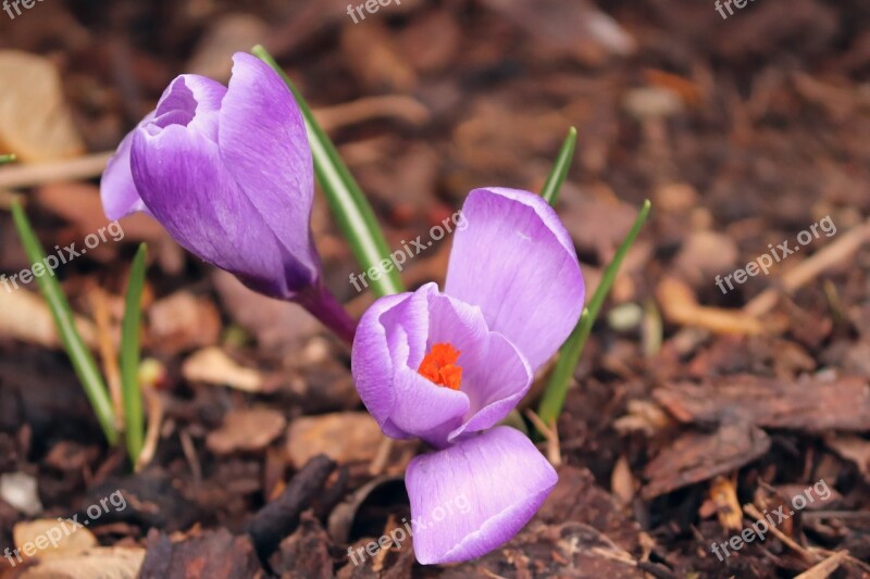 Crocus Spring Lenz Early Bloomer Violet