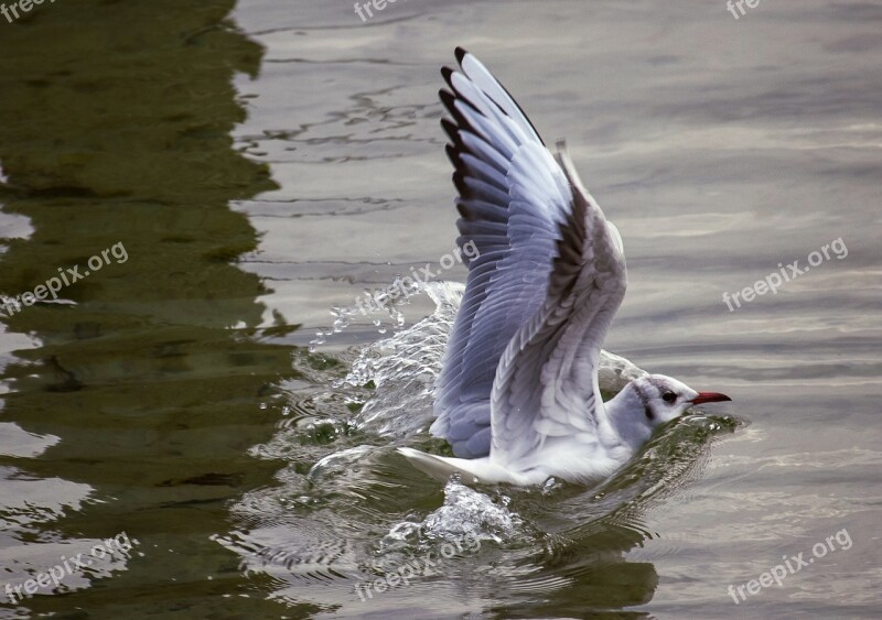 Seagull Bird Animal Animal World Water