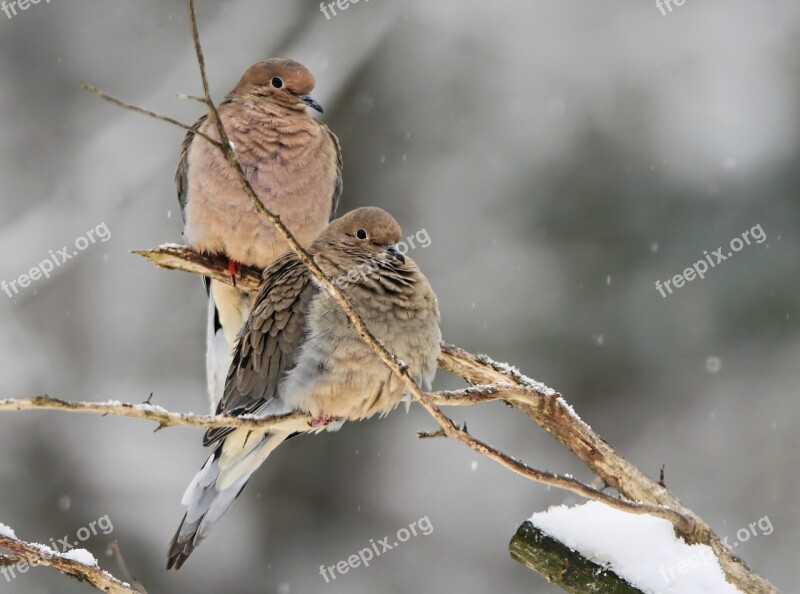 Mourning Doves Dove Bird Nature Wildlife