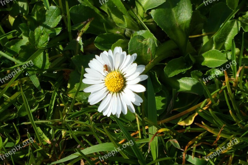 Daisy Grass Spring Meadow Flower